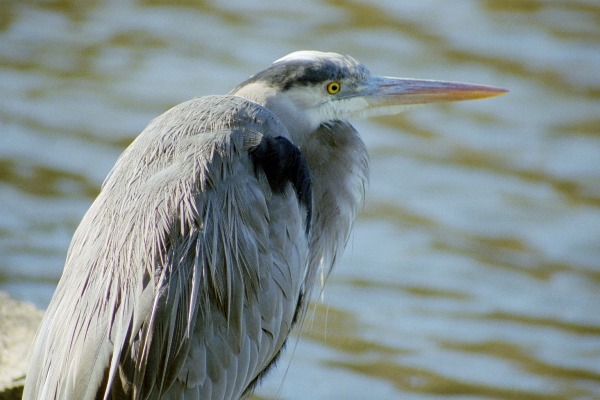 Heron